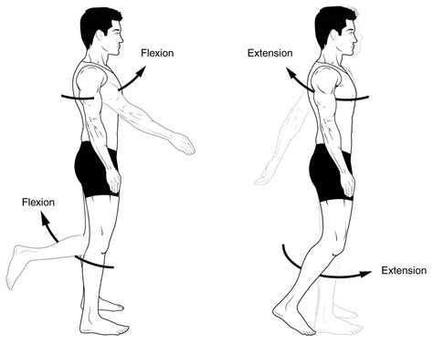 Anatomical Terms of Movement .